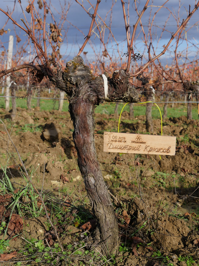 Виноградник на урожай